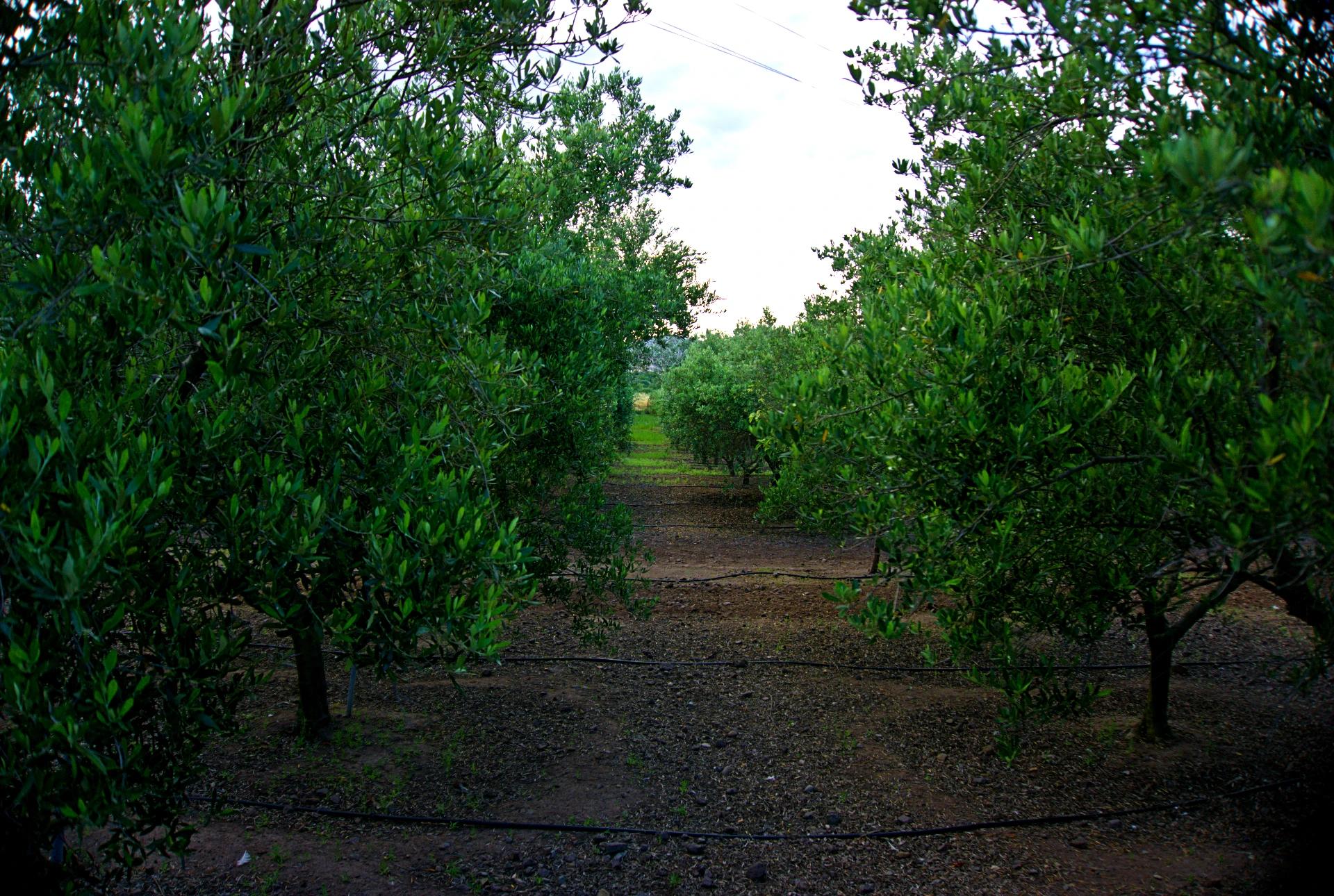 Lemnos:_A_greek_gastronomic_destination